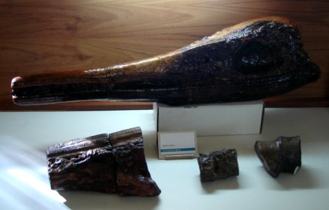 Platypterygius sachicarum