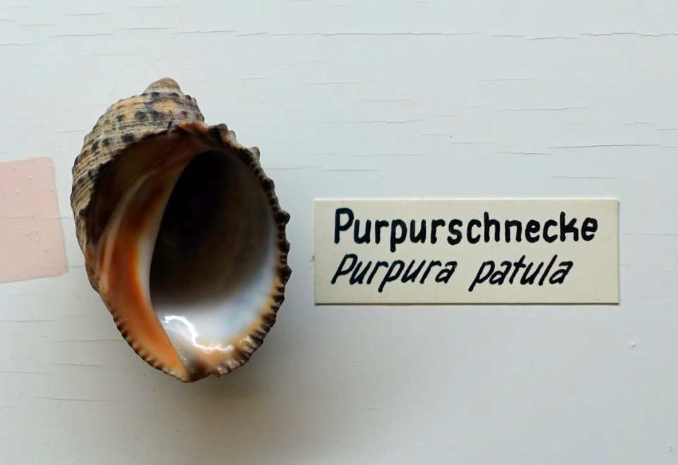 Plicopurpura patula (Purpura patula) - Naturhistorisches Museum, Braunschweig, Germany - DSC05050