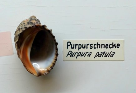 Plicopurpura patula (Purpura patula) - Naturhistorisches Museum, Braunschweig, Germany - DSC05050