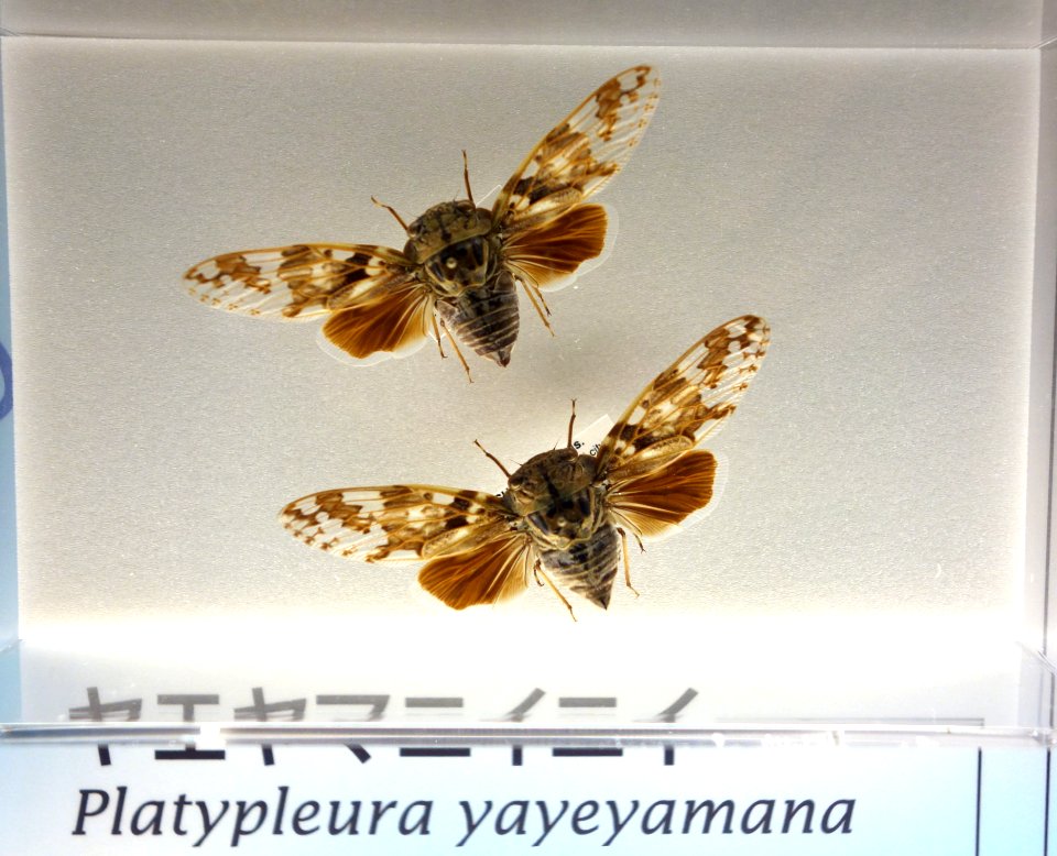 Platypleura yayeyamana - National Museum of Nature and Science, Tokyo - DSC07089