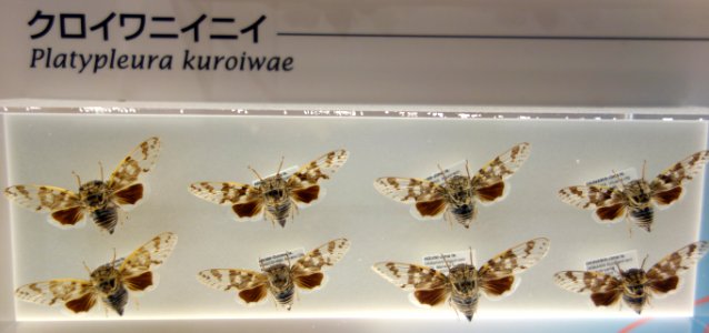 Platypleura kuroiwae - National Museum of Nature and Science, Tokyo - DSC07087