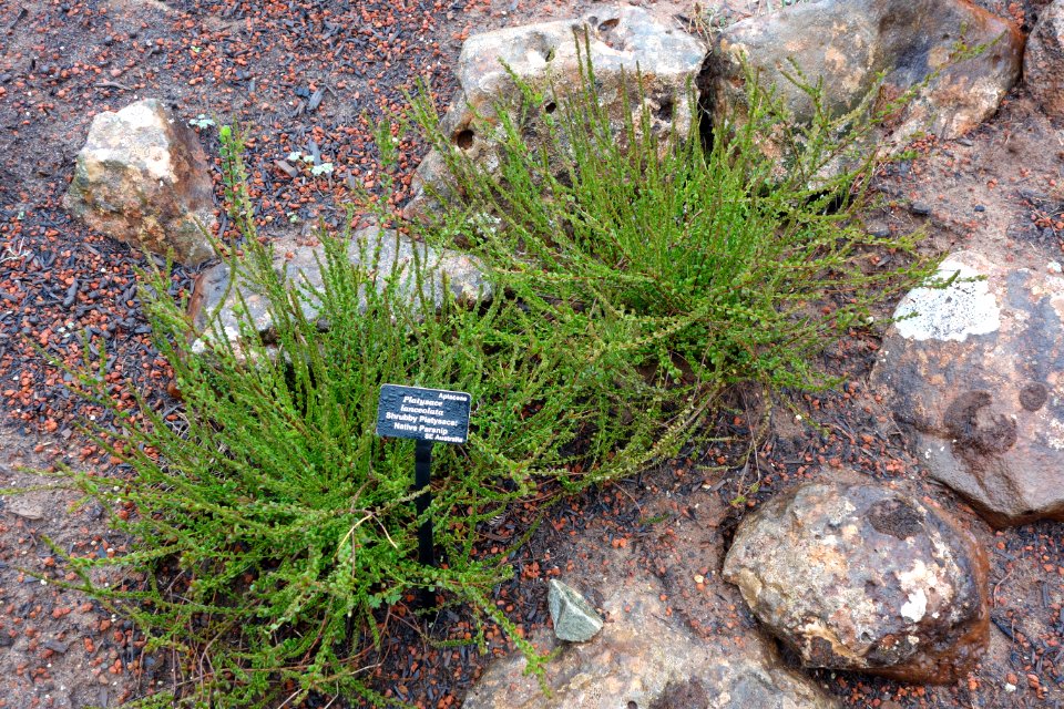 Platysace lanceolata - UC Santa Cruz Arboretum - DSC07497