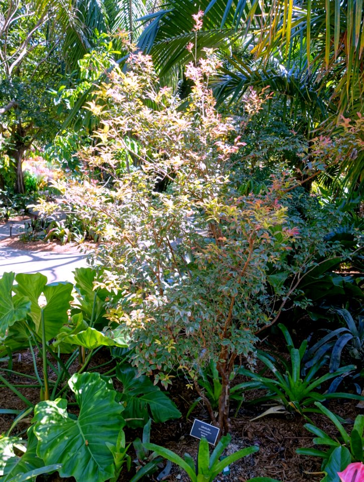 Plinia cauliflora (Myrciaria cauliflora) - Naples Botanical Garden - Naples, Florida - DSC09644