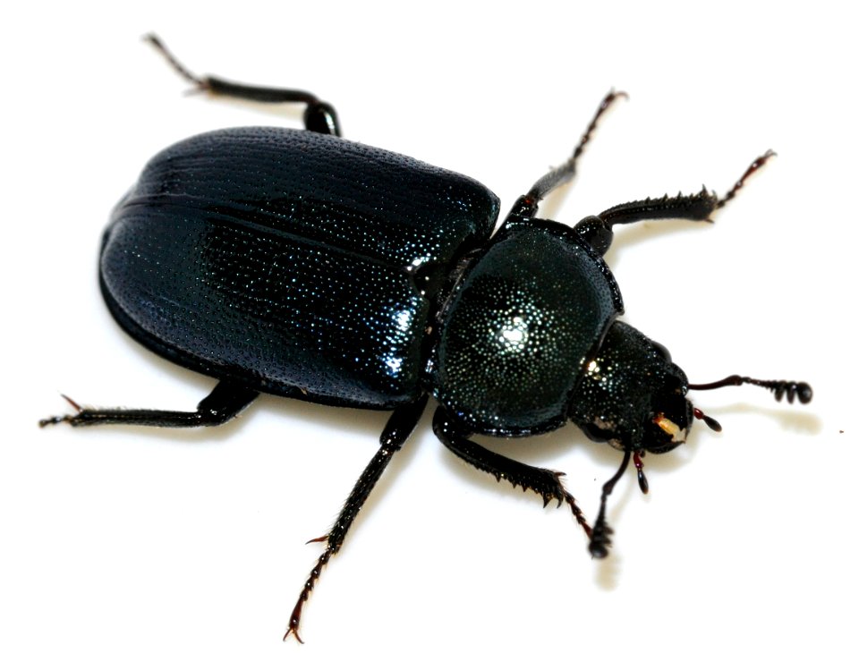 Platycerus-caraboides-02-fws