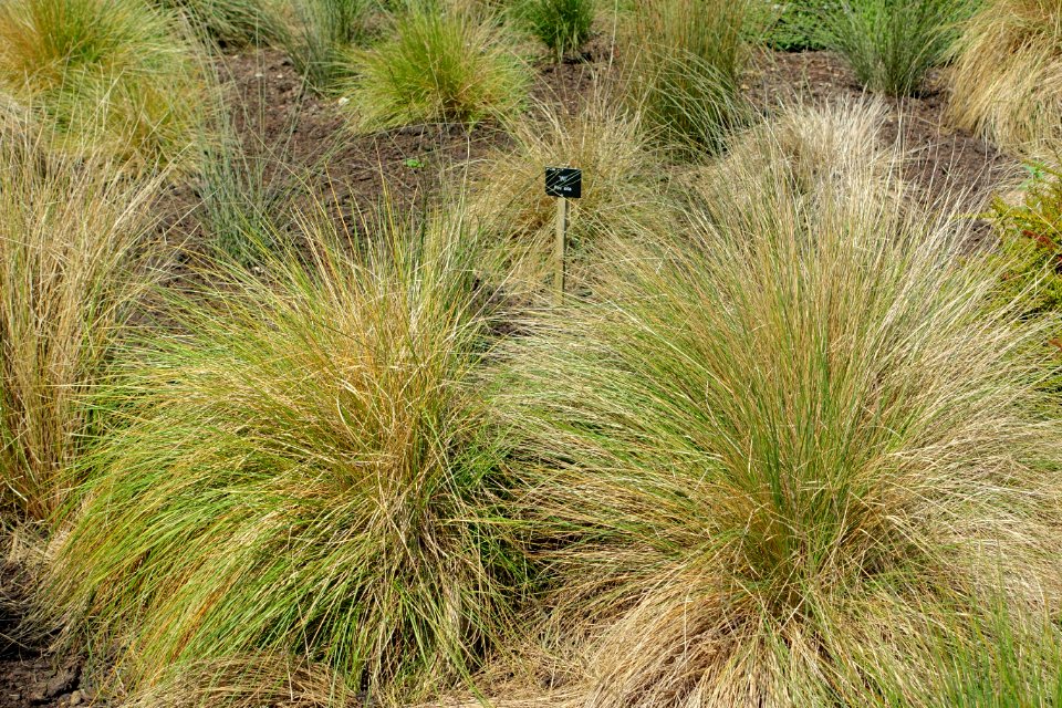 Poa cita - Savill Garden - Windsor Great Park, England - DSC05990