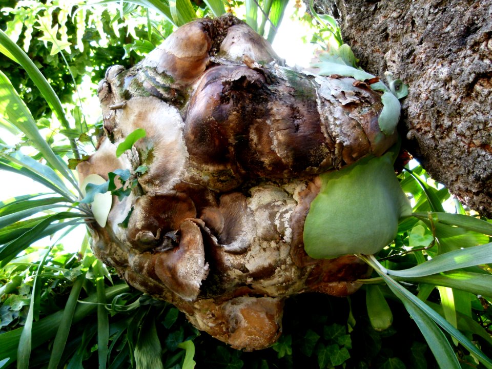 Platycerium alcicorne serres du Jardin du Luxembourg