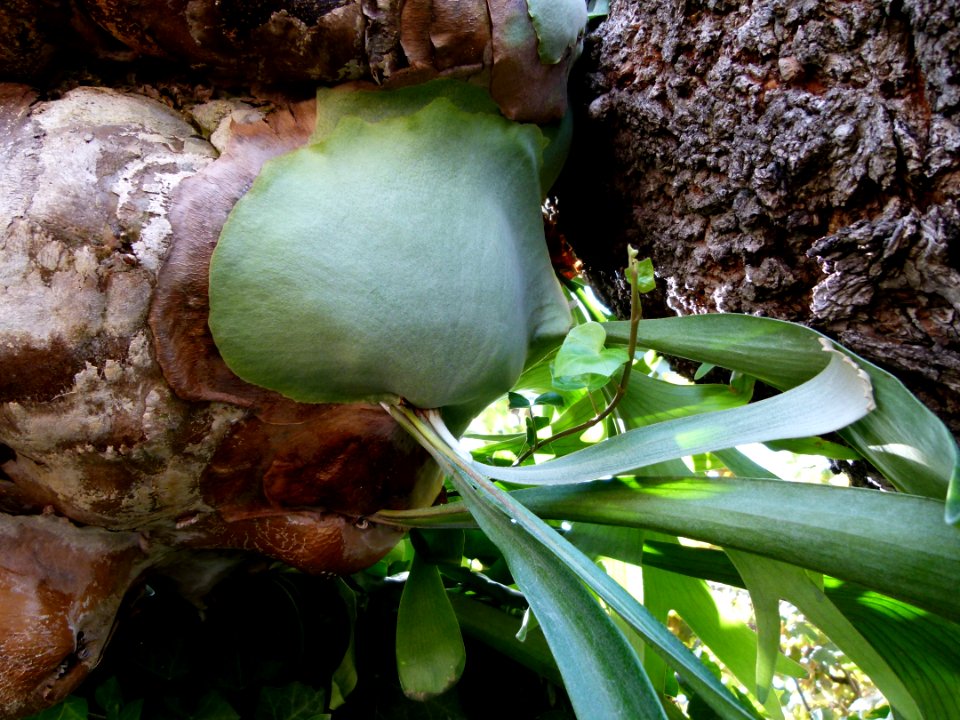 Platycerium alcicorne serres du Jardin du Luxembourg 2