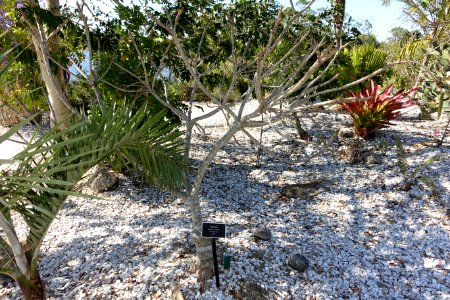 Plumeria obtusa (Plumeria clusioides) - Naples Botanical Garden - Naples, Florida - DSC09998