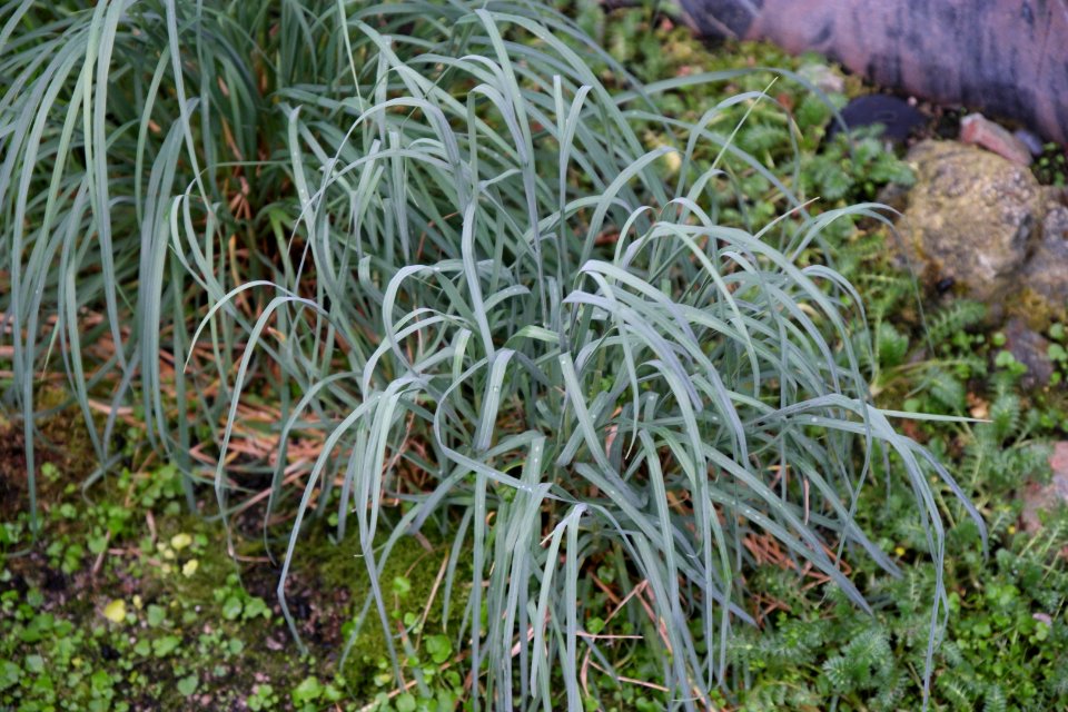 Poa cookii at the Sub Antarctic Plant House, Royal Tasmanian Botanical Gardens 01