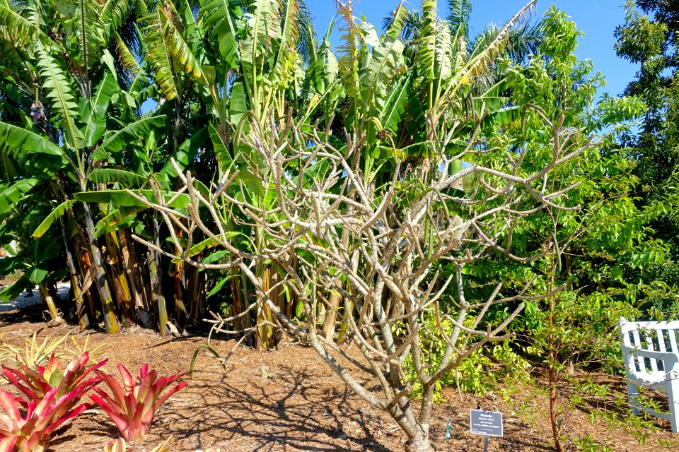 Plumeria obtusa - Naples Botanical Garden - Naples, Florida - DSC00036