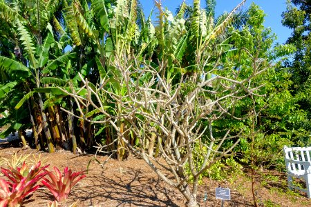 Plumeria obtusa - Naples Botanical Garden - Naples, Florida - DSC00036