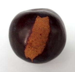 Plum scab 2017 C