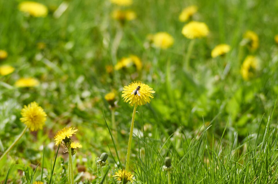 Yellow wild flowers flowers of the field