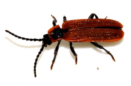 Platycis-cosnardi-01-fws