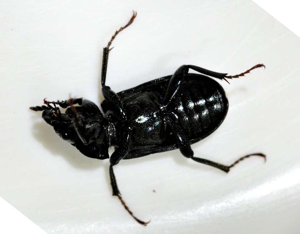 Platycerus-caraboides-12-fws