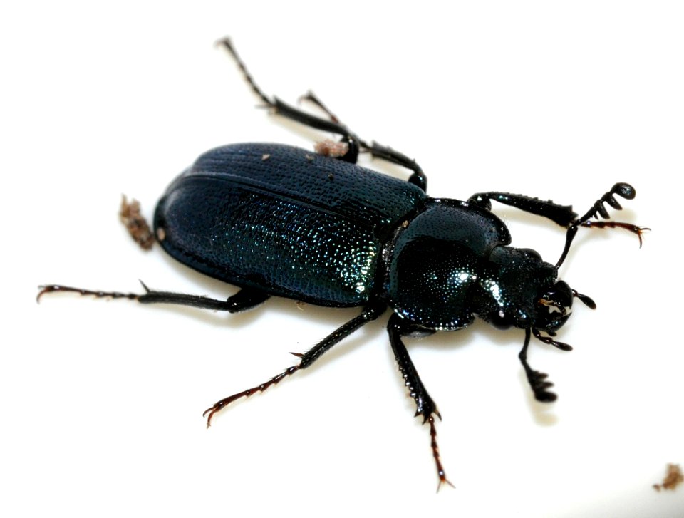 Platycerus-caraboides-09-fws