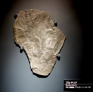Plumalina plumaria - National Museum of Nature and Science, Tokyo - DSC07694