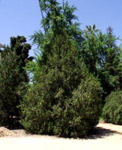 Platycladus orientalis 1