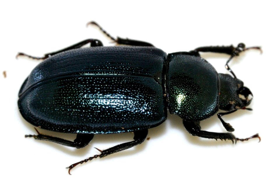 Platycerus-caraboides-04-fws