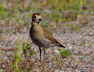 Pluvialis apricaria Oulu Finland 2020-08-05 (2) photo