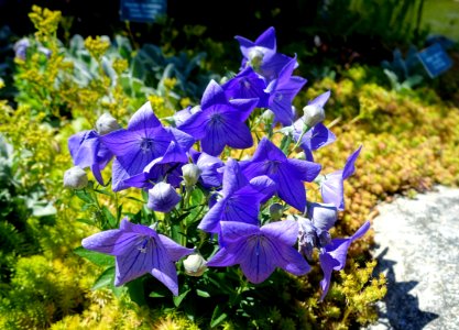 Platycodon grandiflorus 'Sentimental Blue' - Coastal Maine Botanical Gardens - DSC03144
