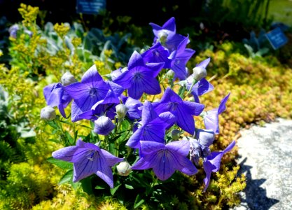 Platycodon grandiflorus 'Sentimental Blue' - Coastal Maine Botanical Gardens - DSC03144 photo