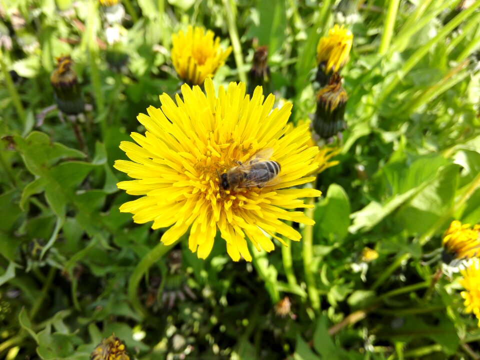 Insect closeup flower