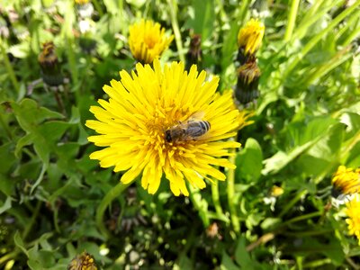 Insect closeup flower
