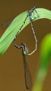 Platycnemis foliacea sasakii(Couple,Japan,2018.06.24,b)