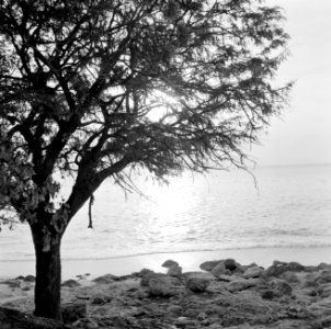 Playa Jeremi aan de Noordwestkust op Curaçao, Bestanddeelnr 252-3494