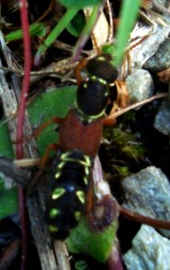 Platydracus stercorarius Podkomorské lesy
