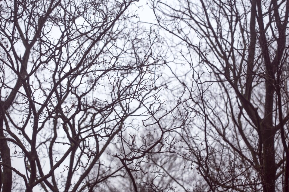 Naked branches branch