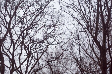 Naked branches branch