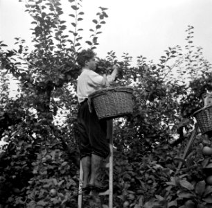 Plukken van appels op kwekerij de Olmenhorst in Abbenes, Bestanddeelnr 254-5341