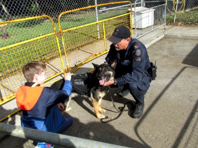 Police Dog at Toronto Open House 03 photo