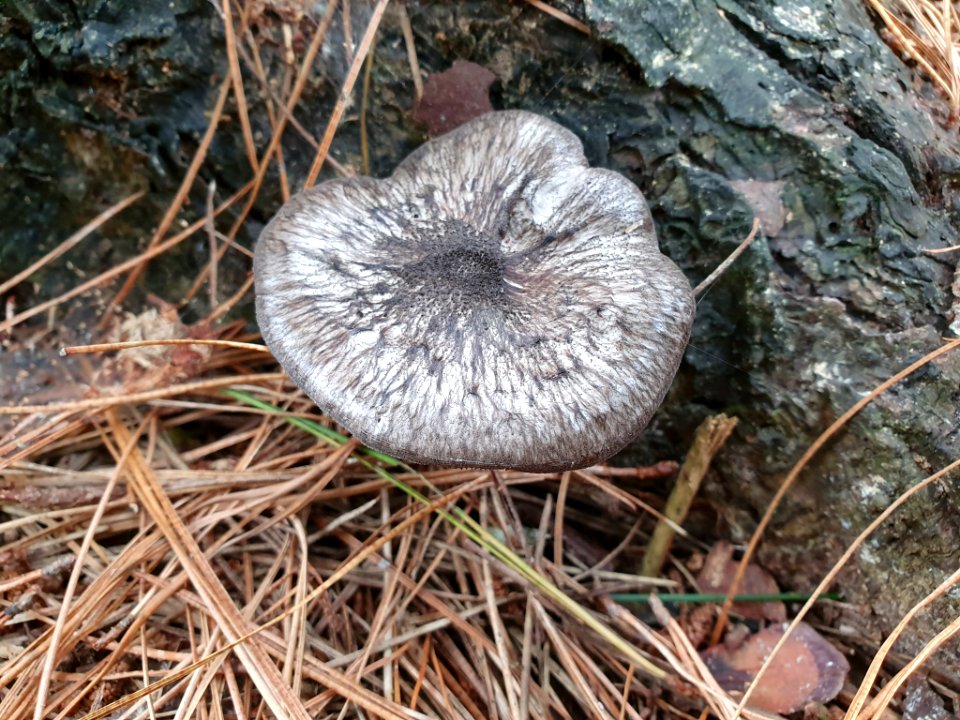 Pluteus velutinornatus 66450227