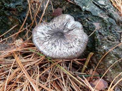 Pluteus velutinornatus 66450227