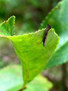 Plutella xylostella 86946081