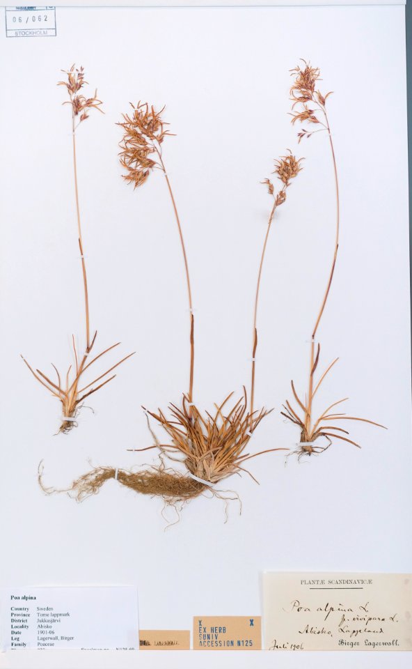 Poa alpina - Swedish Museum of Natural History - Stockholm, Sweden - DSC00720