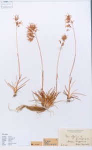 Poa alpina - Swedish Museum of Natural History - Stockholm, Sweden - DSC00720