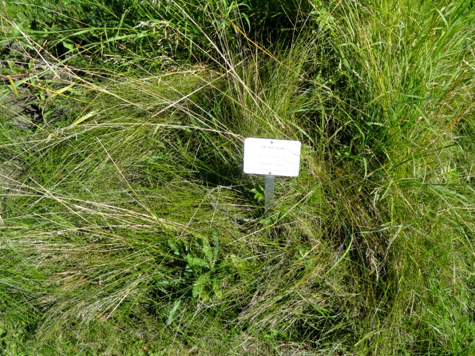 Poa compressa - Botanical Garden in Kaisaniemi, Helsinki - DSC03535