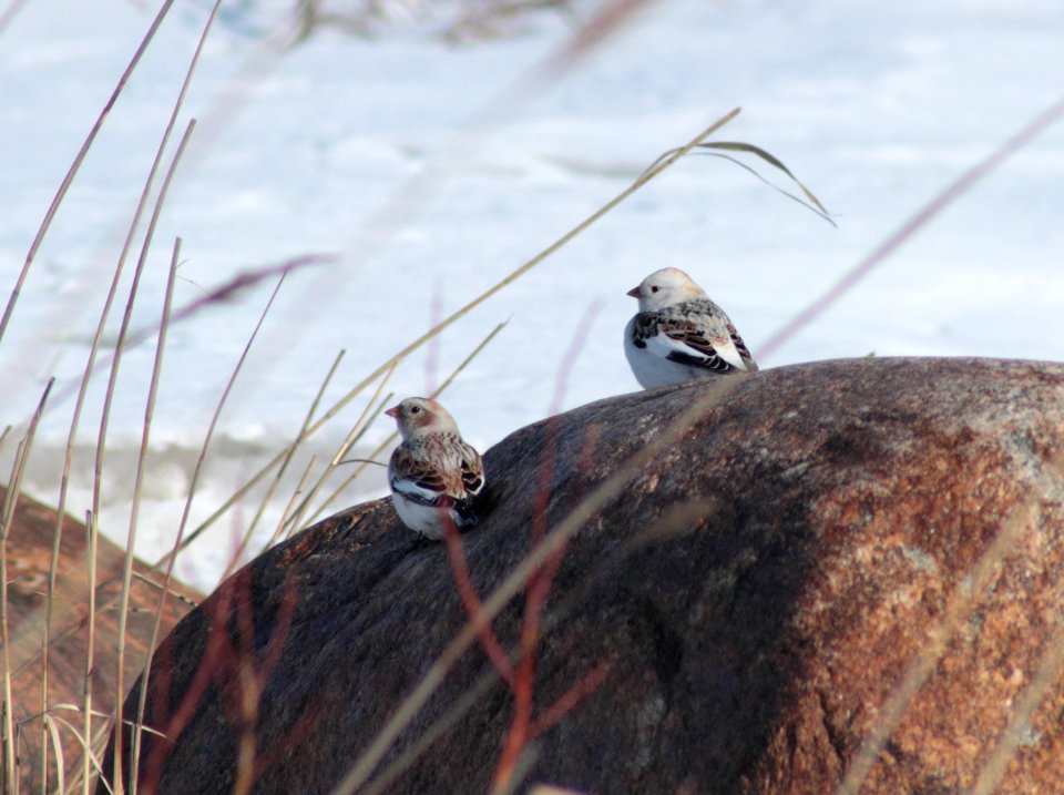Plectrophenax nivalis Oulu 20140406 01