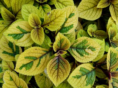 Plectranthus oertendahlii "Lime Light" 2