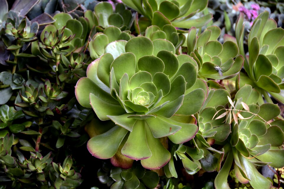 Aeonium leaves meaty