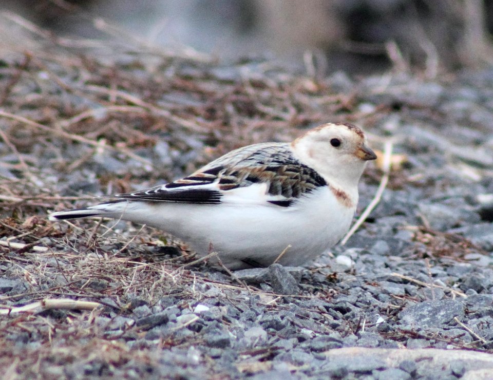 Plectrophenax nivalis Oulu 20140414 02