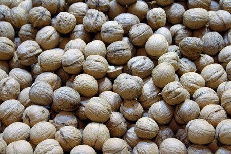 Close up seedling walnut photo