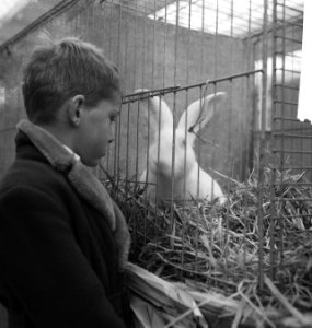 Pluimveetentoonstelling in Utrecht, Bestanddeelnr 913-0706