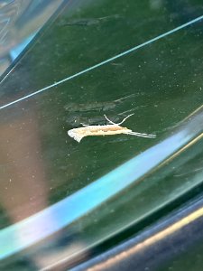 Plutella xylostella 87645525