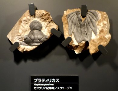 Platylichas planifrons - National Museum of Nature and Science, Tokyo - DSC07762