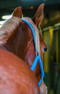 Cowboy colt field photo